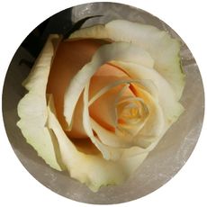 Rose-gelb.jpg